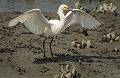 Kirms Photography Snowy Egret-3